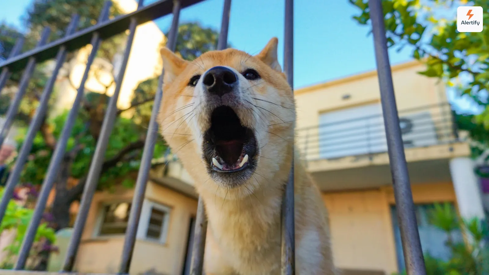 住宅の前で、フェンスの柵越しに吠える犬